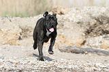 CANE CORSO 449